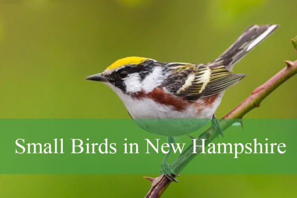 Small Birds in New Hampshire
