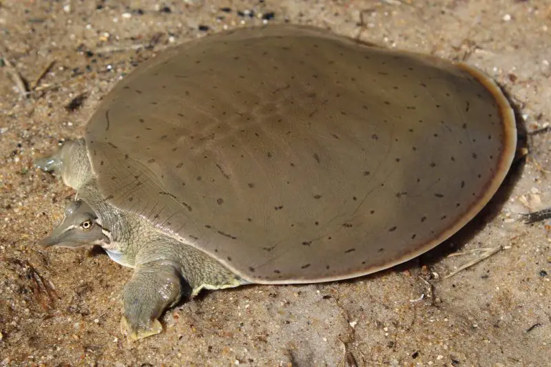Types of Turtles in Florida