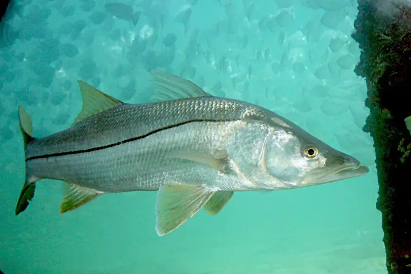 Types of Fish in Florida