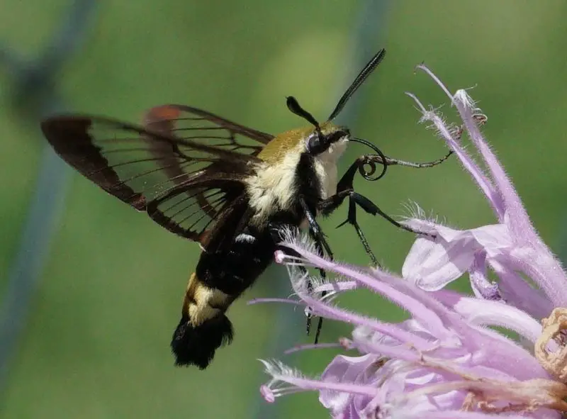 Moths in North Carolina