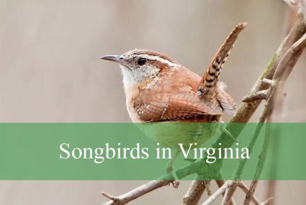 Songbirds in Virginia