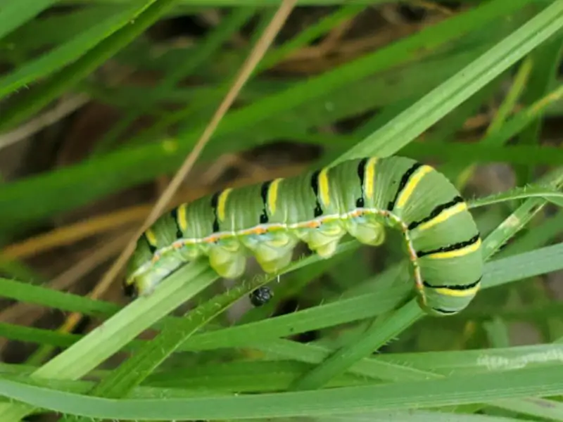 Types of Caterpillars in Texas