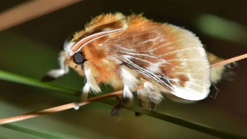 Types of Caterpillars in Texas