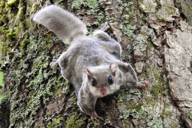 Squirrels in North Carolina