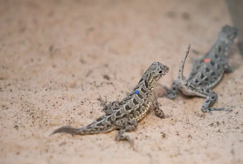 Lizards in Texas