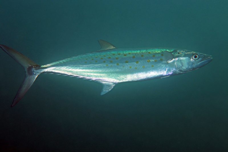 Types of Fish in Florida