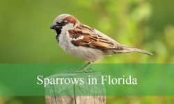 19 Sparrows in Florida (With Pictures and Identification)