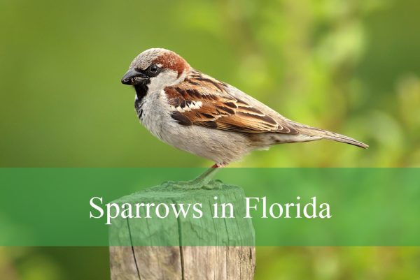 Sparrows in Florida