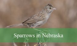 29 Species of Sparrows in Nebraska (Pictures and Identification)