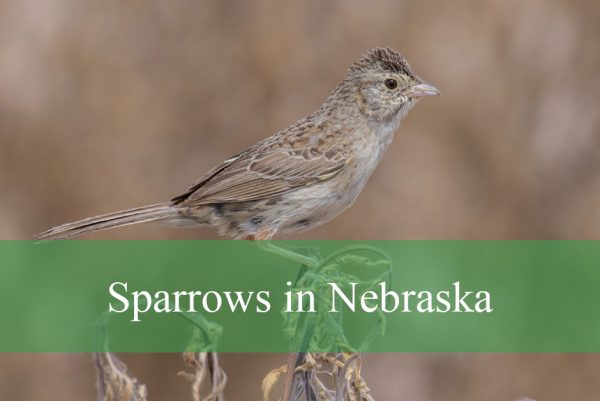 Sparrows in Nebraska