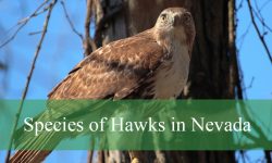 12 Species of Hawks in Nevada (With Pictures and Identification)
