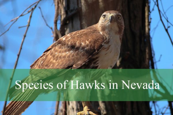 Species of Hawks in Nevada