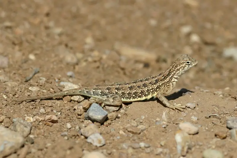 Lizards in Texas