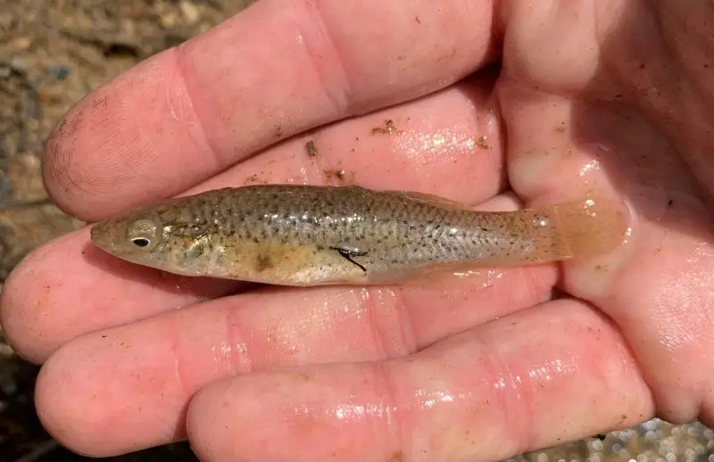 types of fish in florida