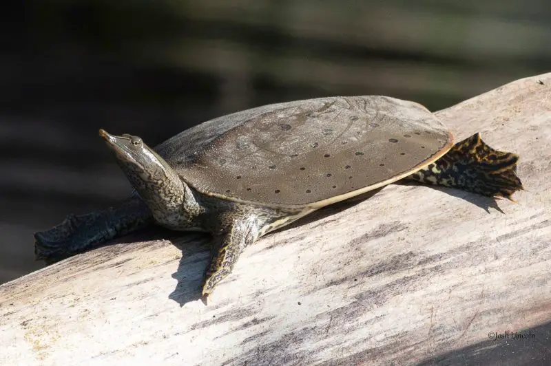 Types of Turtles in Florida