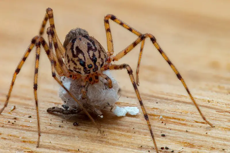 Types of Spiders in Montana