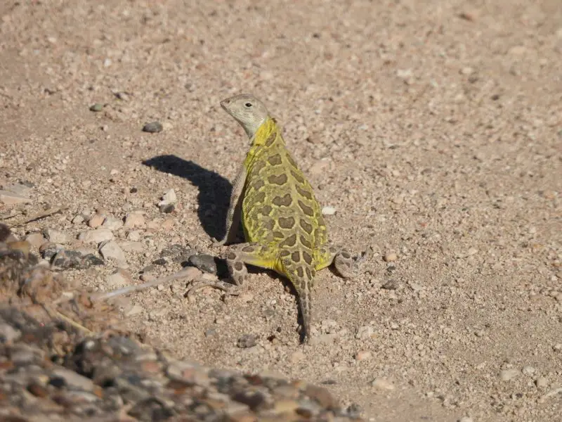 Lizards in Texas