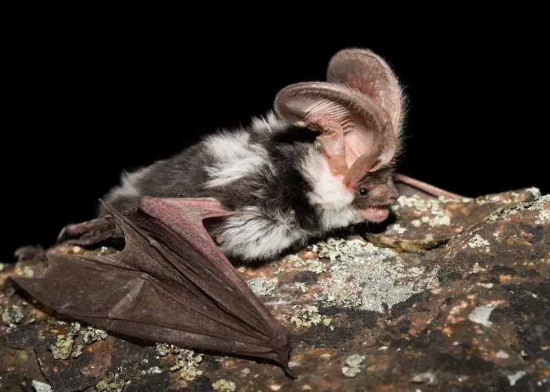 Types of Bats in Idaho