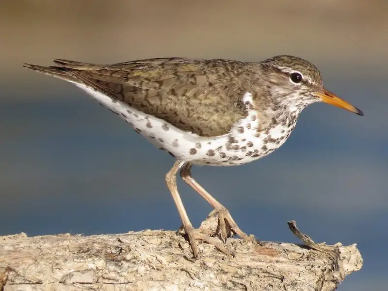 Shorebirds in Florida