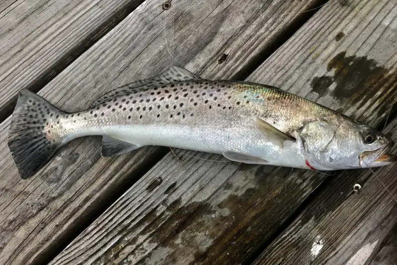 Types of Fish in Florida