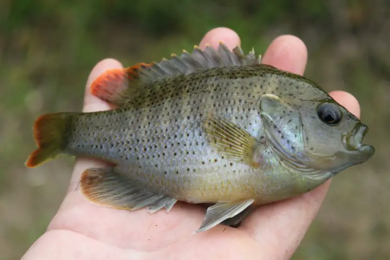 types of fish in florida