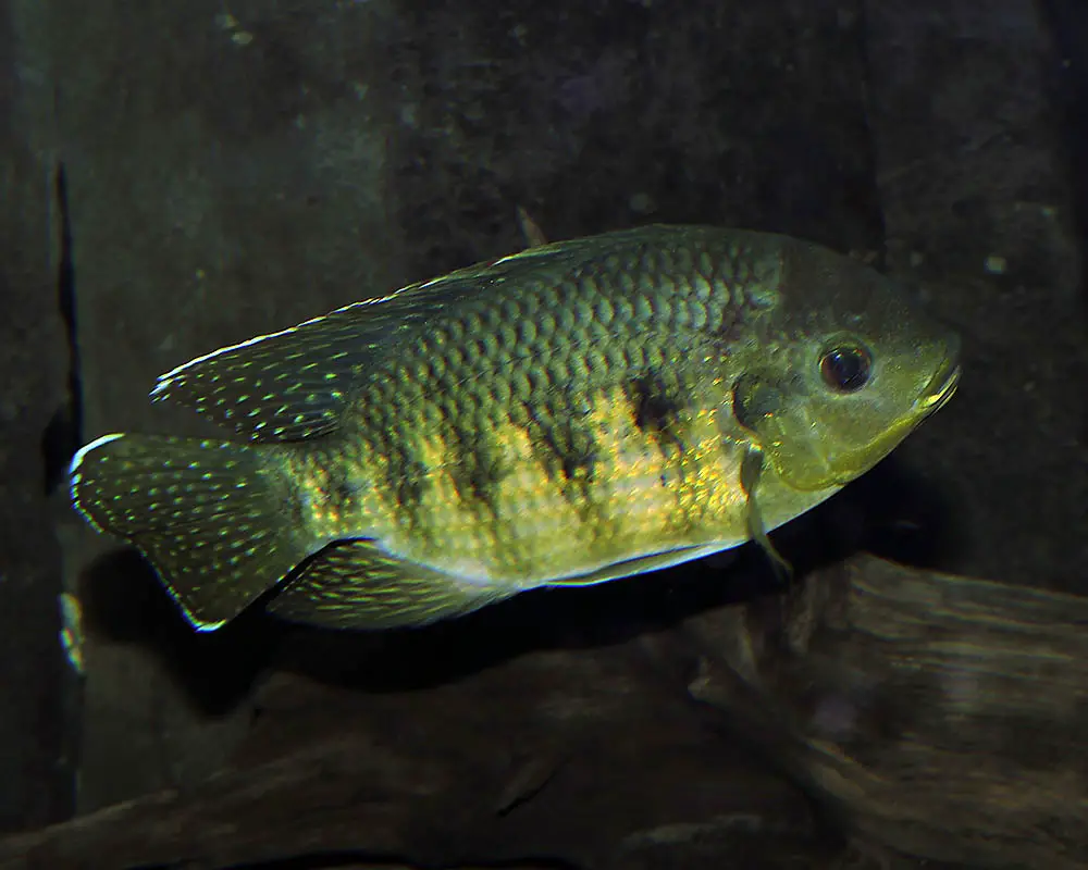 types of fish in florida