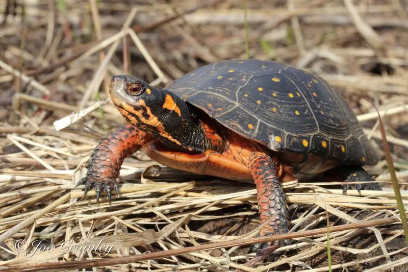 Types of Turtles in Florida