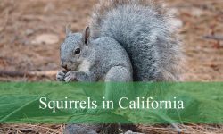 9 Common Squirrels in California (With Pictures and Identification)