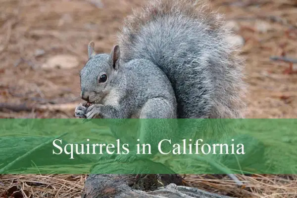Squirrels in California
