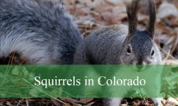 7 Squirrels in Colorado (With Pictures and Identification)