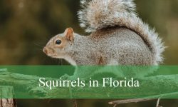 6 Squirrels in Florida (With Pictures and Identification)