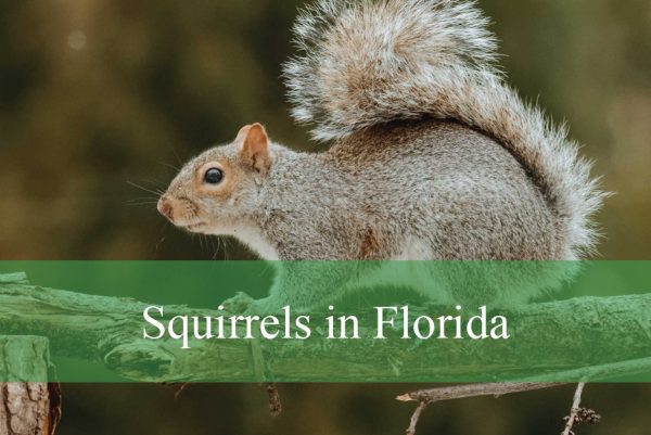 Squirrels in Florida