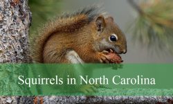 5 Squirrels in North Carolina (With Pictures and Identification)