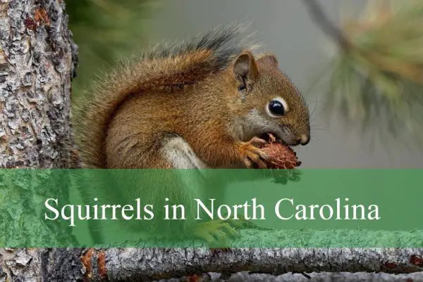 Squirrels in North Carolina
