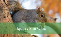 8 Squirrels in Ohio (With Pictures and Identification)