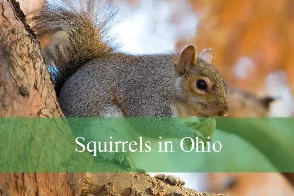 Squirrels in Ohio
