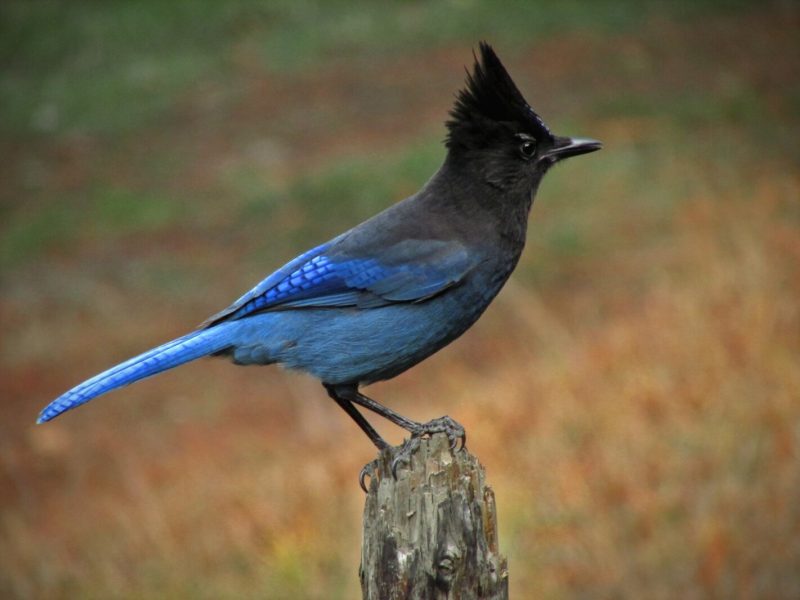 Crows and Jays in New Jersey