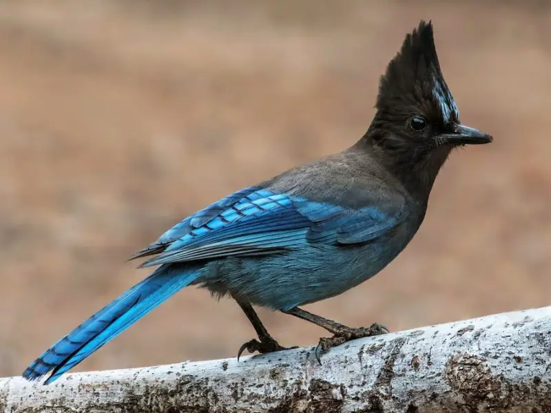 Types of Birds in California
