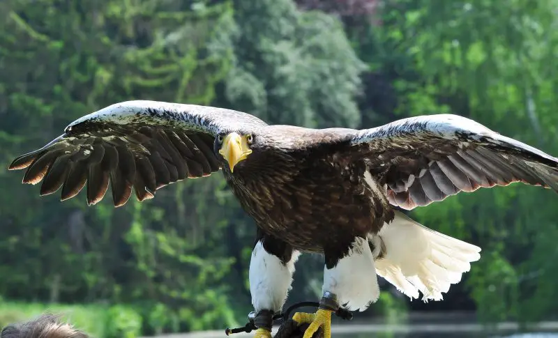 Types of Eagles in Texas