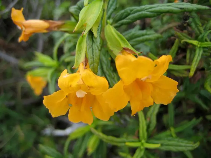 Wildflowers in California