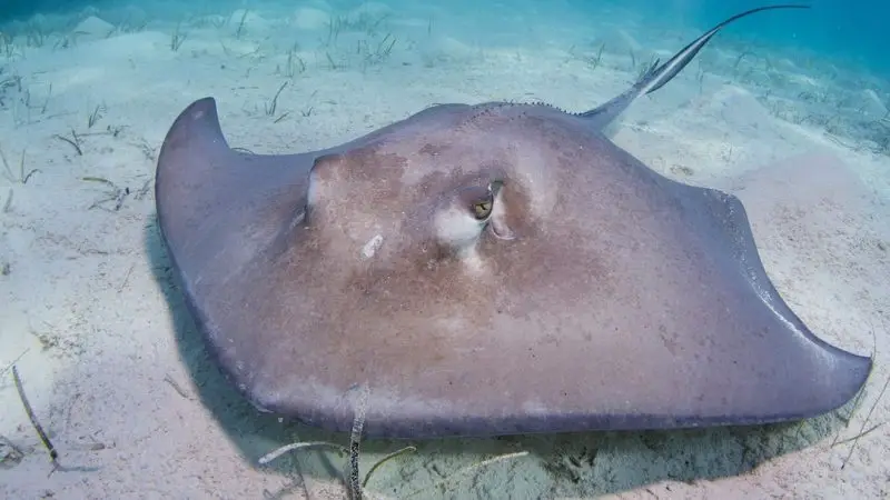 Most Dangerous Animals in Florida