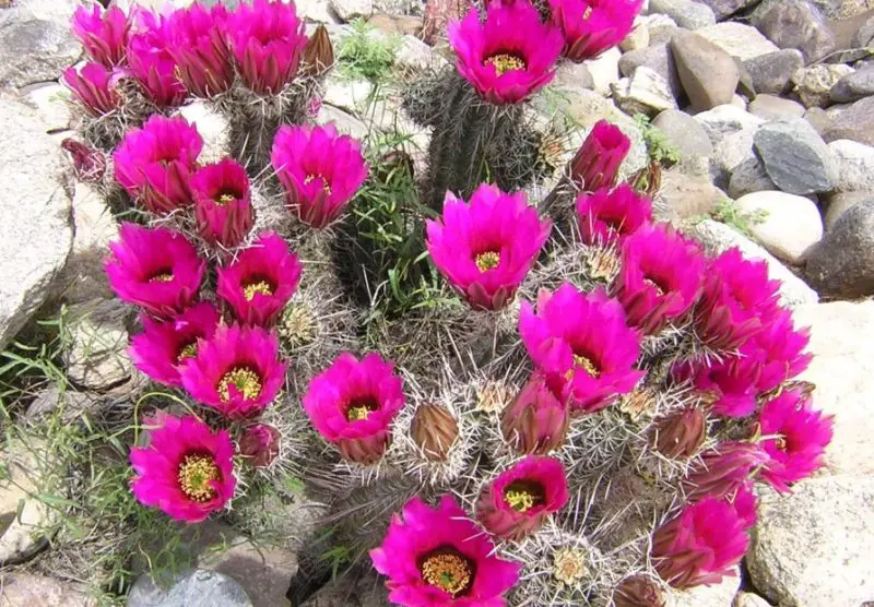 Types of Cactus in New Mexico