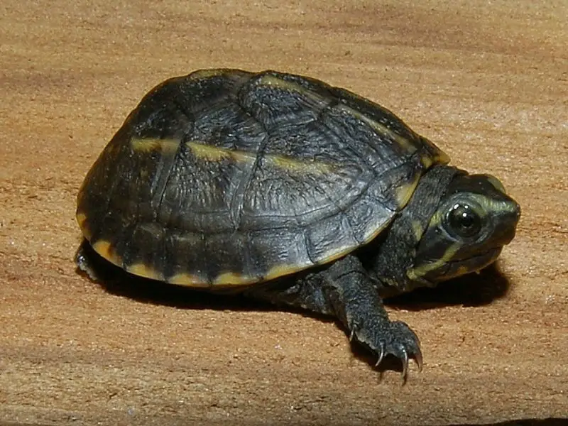 Types of Turtles in Florida