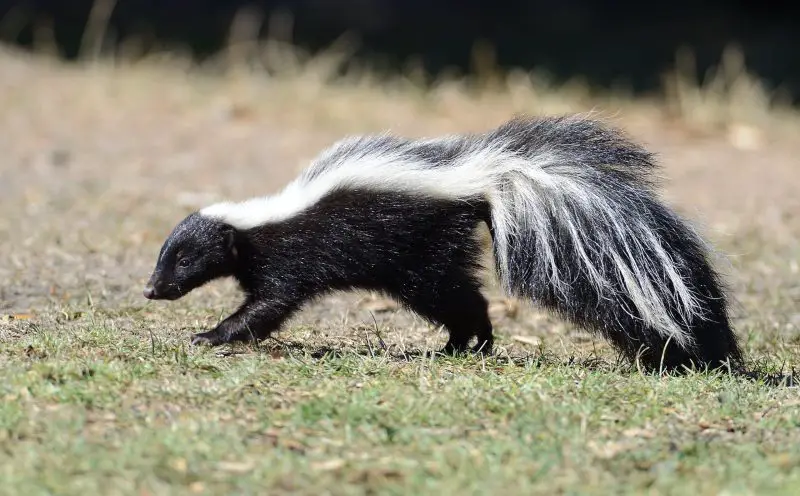 Wild Animals in South Dakota