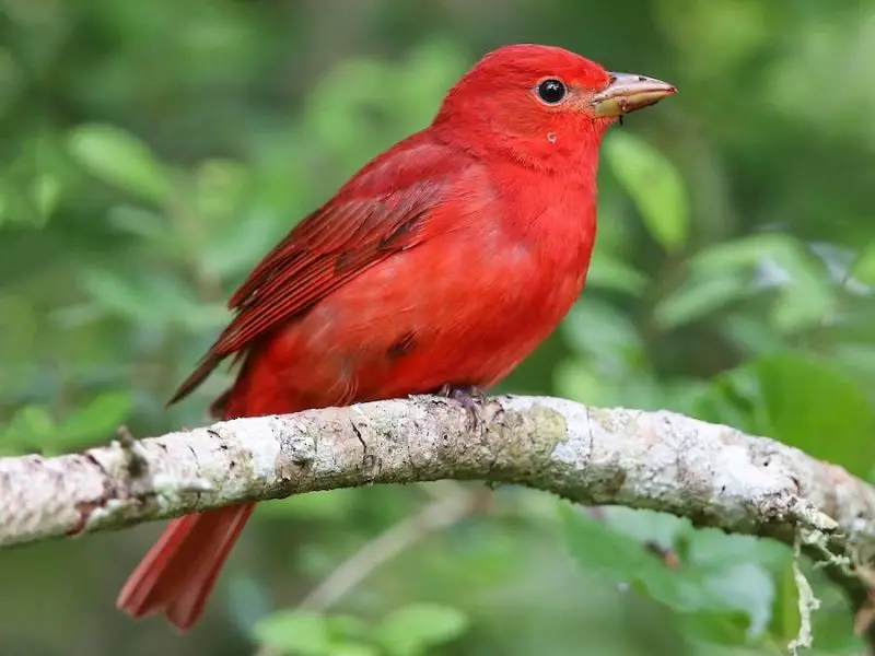 Red Birds in Maryland