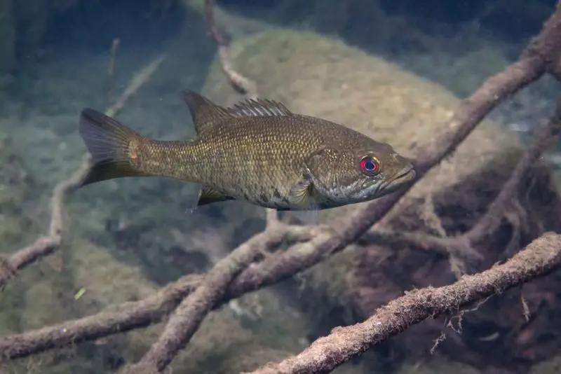 types of fish in florida