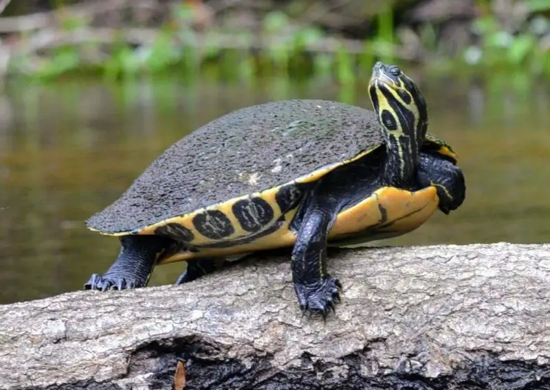 Types of Turtles in Florida