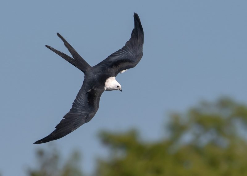 Birds with Long Tails in Texas