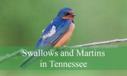6 Swallows and Martins in Tennessee (Pictures and Identification)
