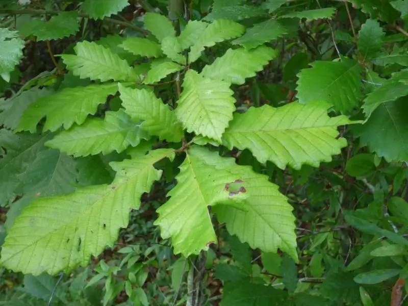Types of Oak Trees in Texas